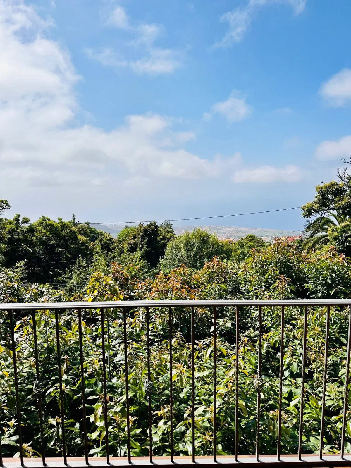 View from the Cozy balcony over the treetops towards the horizon