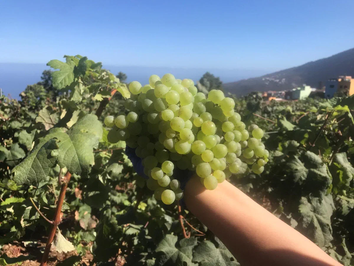 Bunch of white grapes held up in a vineyard with the sea and the hillside in the background